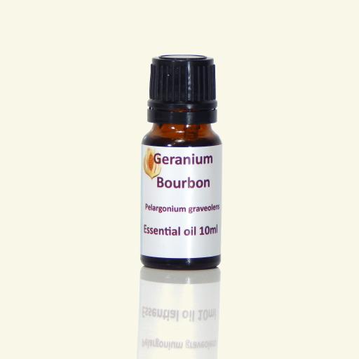 Geranium bourbon (Pelargonium graveolens)