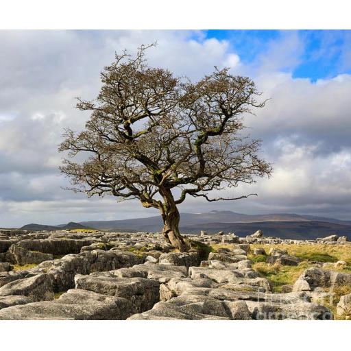 lone-hawthorn-tree-at-winskill-stones-andrew-ray (2).jpg