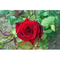 red-rose.jpg