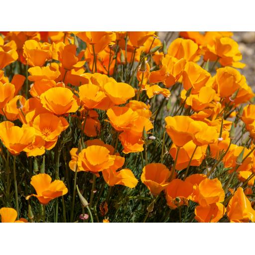 Californian Poppy tincture (organic)