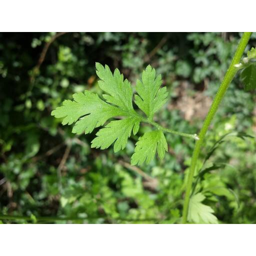 Feverfew Leaf Tincture (organic, fresh)