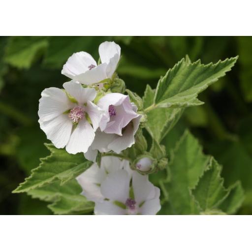 Marshmallow root (Althaea) Syrup
