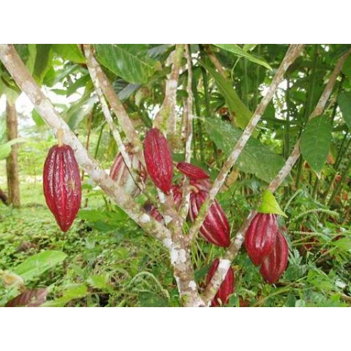 Cacao Bean Tincture (organic)