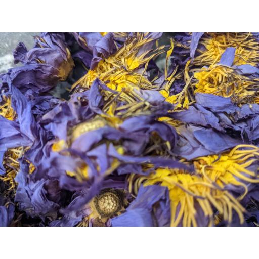 Blue Lotus - Nymphaea Caerulea